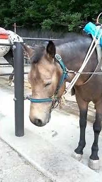 富士山五合目を散策 パート3 2025年8月