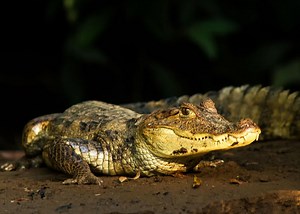 24 Spectacled Caiman Facts: Guide to Caiman crocodilus | Storyteller Travel