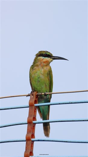 13K views · 2.6K reactions | Blue-tailed bee-eater | 퐍퐚퐭퐮퐫퐞 퐏퐡퐨퐭퐨퐬 퐁퐨퐨퐤 | Facebook
