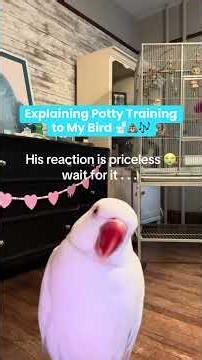 Because cleaning up Pickle poop is not for me! #parrot #talkingparrot #parrotlover #haha #humor