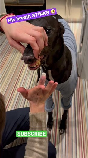 Cleaning Dogs Teeth 🦷 🐶 K9