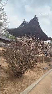 2026년 3월 12일#계명문화대학교 #캠퍼스 #학교산책 #봄바람 #점심시간산책길너무좋아