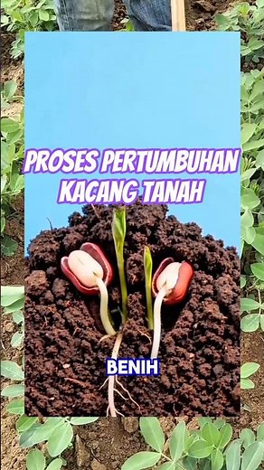proses pertumbuhan kacang tanah #feedshorts #shorts