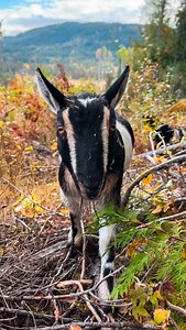 I bet you didn’t know you could do this in the Okanagan, part 1 🐐✨ Did you know you can go hiking with goats in Deep Creek near Enderby, BC with @thegreatgoatescape?! I think it’s one of the most unexpectedly fun, grounding, and joy-filled experiences you can have in the Okanagan. It’s kind of like forest bathing, but with cute goats 🥹 The groups are small, only 2-8 people, so it feels relaxed and you get lots of time with the goats. And don’t worry that it’s winter! They have a 1-hour hike yo