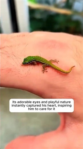 Found a Mysterious Egg at Home! 🥚 | Baby Lizard Hatching 🦎✨