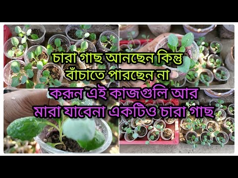 You are bringing seedlings but they are dying, do these things / Seedling Care Tips #garden