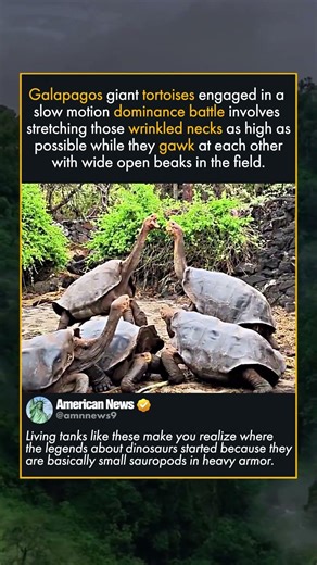 TORTOISES IN A NECK STANDOFF