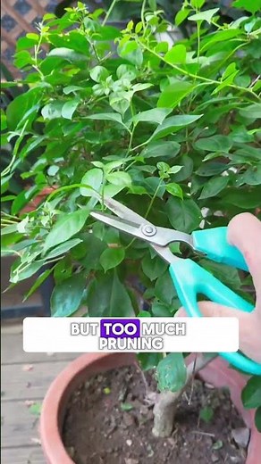 Why Isn’t Your Bougainvillea Blooming? 🌸 The Real Secret Revealed!