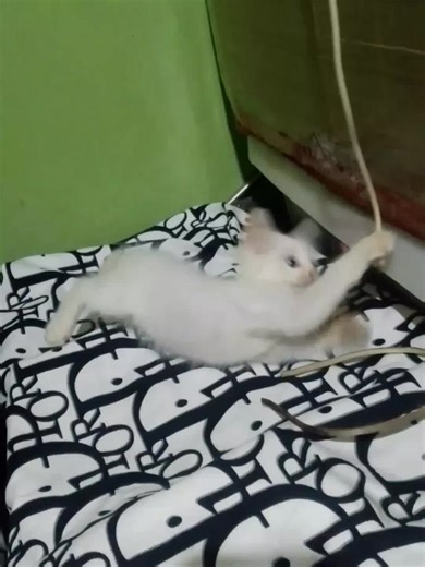 rarrrrr #fyp #fyppppppppppppppppppppppp #fypage