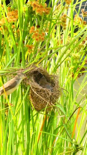 Mother Bird Feed Beautiful Baby In Nest 10030 #birds #birdfeeding #birdmaster
