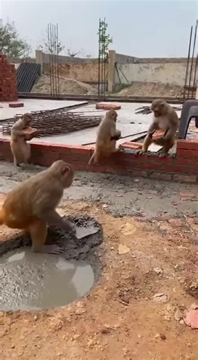 Professional Monkey Construction Team in Action