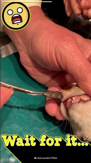 What's Inside This Cat's Nose? #Shorts