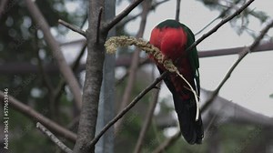 Close up of wild male king parrot Australian native bird feeding. High quality FullHD footage