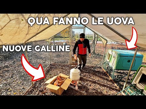 Come COSTRUIRE un POLLAIO fai da te per GALLINE
