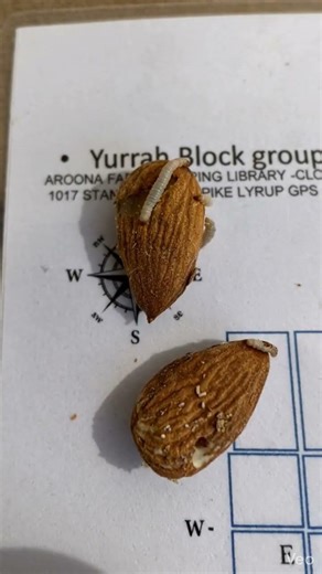 Amyelois transitella #fruit #vegetables #insects