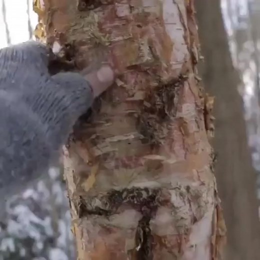 6.1K views · 79 reactions | How to survive when it is winter ❄️...