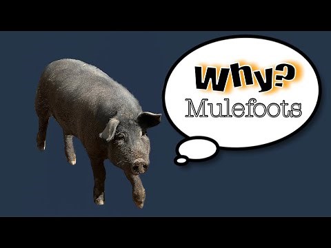 Why Mulefoots?