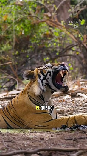 Tigre 🐅 #videodeanimales #animals #animales #naturaleza #nationalgeographic #SabiasQue #datoscuriosos #AnimalShelter | ᴅᴀᴛᴀ ᴄᴜʀɪᴏꜱᴀ
