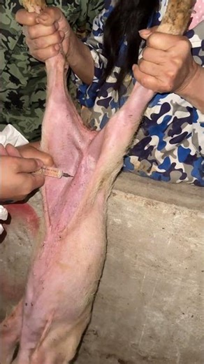 Doctor Giving Injection to Piglet | Essential Piglet Care on the Farm 🐷