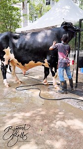 #holstein #holsteinfriesian #cow #bull #cattle | Biggest Bulls Photography