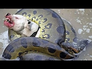 Giant Anaconda Snake VS Dog - Real Fight