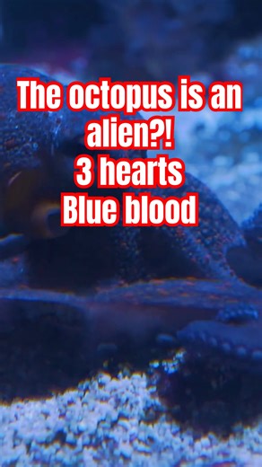 The octopus is an alien?! 3 hearts blue blood