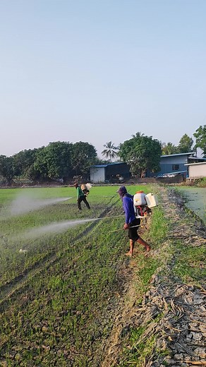 Rice Field Work: Pesticide Spraying Techniques