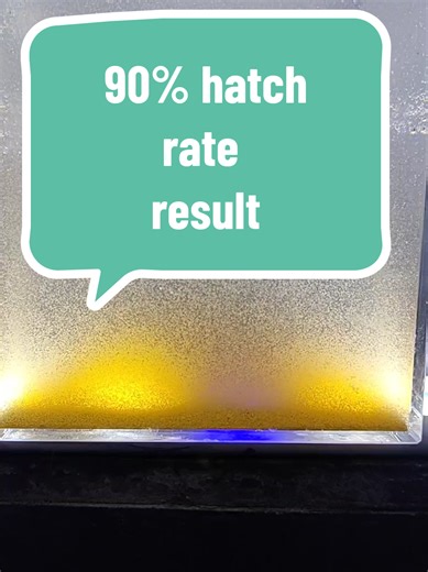🦐 Brine Shrimp Eggs Premium quality for fish breeding & fry feeding ✔ High hatch rate ✔ Rich nutrition for fry & shrimp ✔ Easy to store and use Price List 10g Pack 90% hatch rate– Rs 400 10g Pack 80% hatch rate – Rs 350 full hatch BBS 2liter bottle 8g - Rs 500 advance payment 30hr to delivery