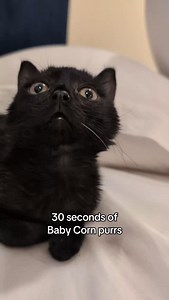 64K views · 29K reactions | Baby Corn was purring so hard, he cleared his throat and got louder. #babycorncat #purr #kitten | Whisks to Whiskers | Facebook