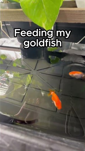 Feeding my goldfish #fish #fishkeeping #goldfish