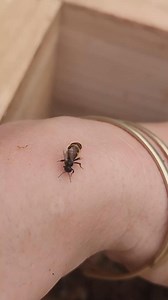 Australian native stingless bee queen 🐝🐝🐝🐝🐝 . . . . . . . . . . . . . . . . . . . . . . . . #beekeeper #bees #australia #insectlovers #beesofinstogram #beesknees #polinators #brisbane #savethenativebees #savethebees #scary #meliponiculture #awesomeearth #beephotogtaphy #creepy #apismellifera #sustainability #fear #backyardbeekeeping #crazy #fear #trendingreels #viral #viralvideos #solitarybees #solitarybeehotel #beehotel | Urban Native Bees