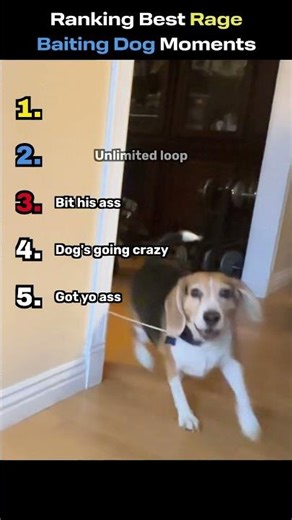 Ranking the Best Rage Baiting Dog Moments
