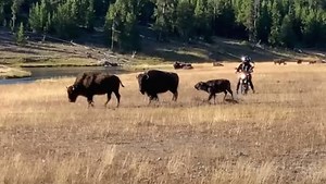 College football Week 2 predictions, including Michigan-Oklahoma, Ole Miss-Kentucky