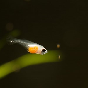 Molly Fry Growth Stages: A Full Guide With Pictures – Pet Fish Online