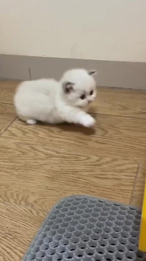 Os vídeos de Ivan Fernandez (@ivanfernandez521) com som original - Ivan Fernandez