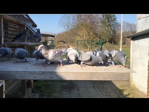Belgian Racing Pigeons : 2021 Youngbird Loft Training Again | Great Trapping