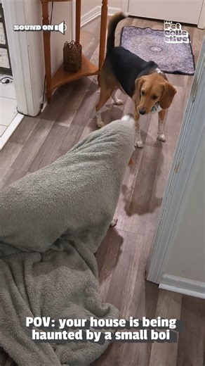 106K views · 1.8K reactions | Boo!  #dogs | The Pet Collective | Facebook