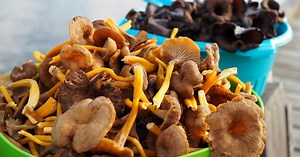 Rosés des prés, cèpes, girolles… Comment congeler les champignons ?