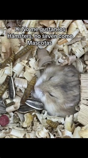 Usted no sabe 🥺❤️🥰❤️ #hamster #hamstersoftiktok #hamster_team🐹 #ustednosabe #paratiiiiiiiiiiiiiiiiiiiiiiiiiiiiiii