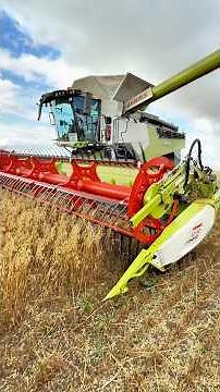 Harvesting Oats CLAAS 8800 Lexion Combine Harvester #harvest2025