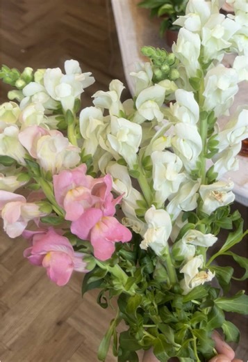 JUST A CUTE FLOWER TIP FOR YOU ALL How to bring your snapdragon back to life! 🫶❤️⬇️ 1) cut at a deep V / 45 degree angle - you want to expose as much of the inside of the stem as possible 2) place into hot water for a couple of hours, add boiling water to abit of cold water to make sure it’s hot enough 3) come back to a revived snapdragon with a few more days of life! ~ basically the water struggles to travel to the top of the flower which is why the top droops as it isn’t getting enough hydrat