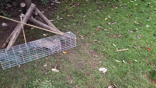 Trap Man Traps I was called in by the owner of our shooting estate, squirrels are hammering her bird feeders in her garden again, well it's expected especially at this time of year. I tried out two of the new Trap Man live catch traps as recommended by the Red Squirrel South West conservation body. Within 24 hours I had these 3 in them, I must admit I like this design especially if I get hedge hogs or the farm cat in them as they are easy to release from. These 3 are now in my freezer ready to m