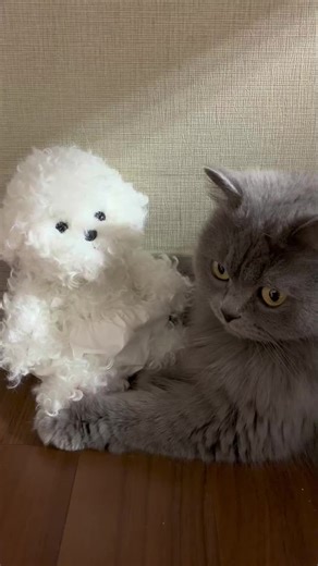 my sweetie cat Cherry #cat #catlover #cutecats #catlife #고양이 #amazingcat #playingcats #귀요미 #cherry