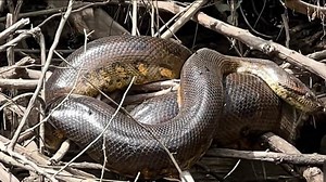 أكبر أنواع ثعابين العالم حجمًا اكتُشف حديثًا في غابات الأمازون المطيرة