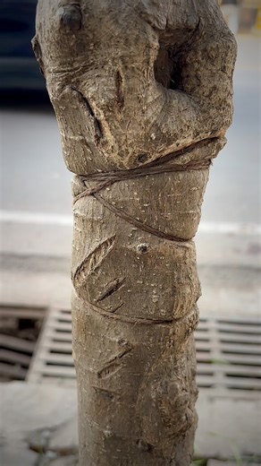 Saving Tree 🌳 ideas 💡 / How to save a tree / Save Trees 🌳 Life / save trees, save your life #nature | Trees Plants Info