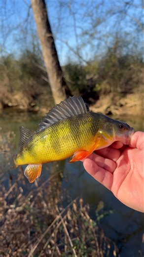 Ultralight creek fishing