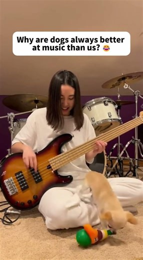 Bass & Barks! 😂🎸 Dog Jams. ベースと犬が奇跡のセッション！天才パピーの「邪魔にならない演奏」に全米が爆笑。#shorts #dogtalent #bassdog