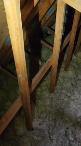 What did we find in the attic? | Ace Humane Wildlife Removal & Pest Control