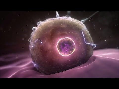 Beginnings of a Human Cell