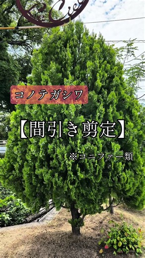 コニファーの透かし剪定方法｜美しい姿を保つコツ